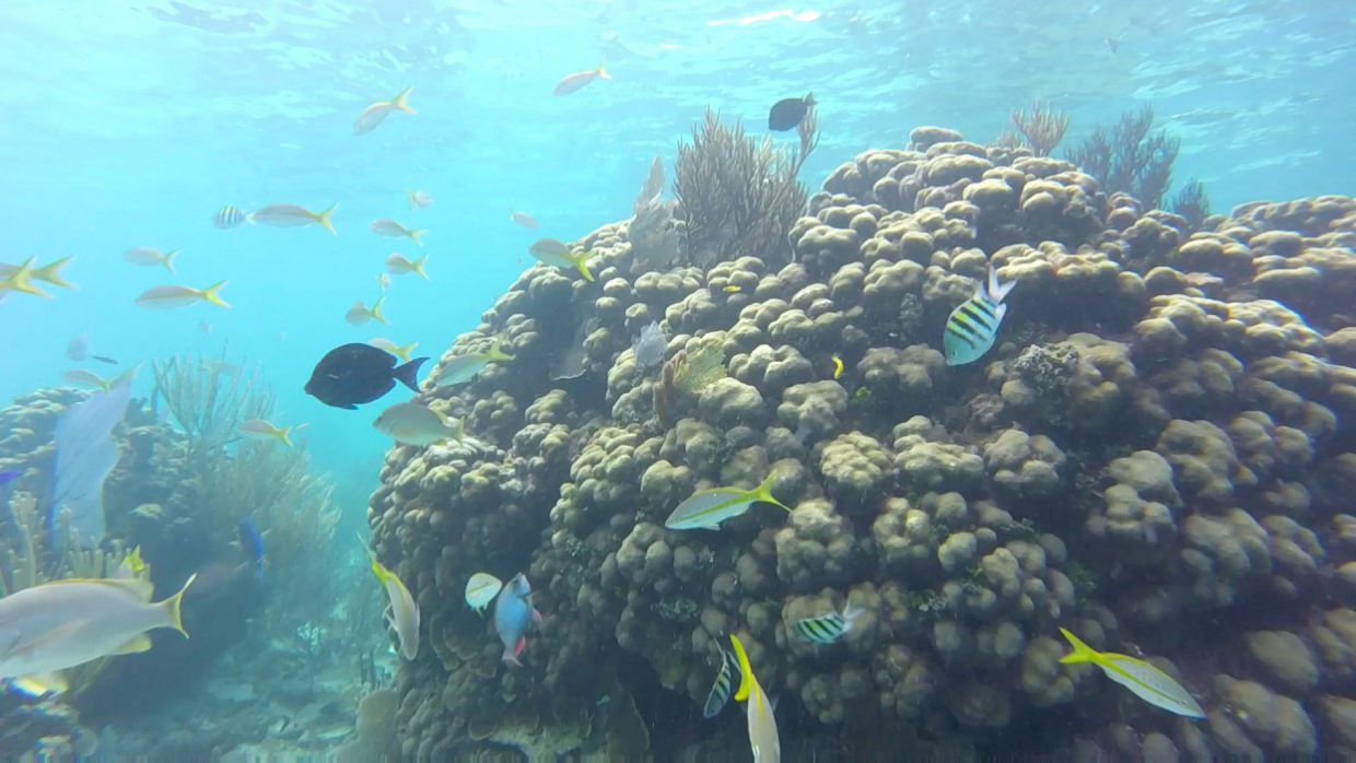 Cayman Snorkel Co