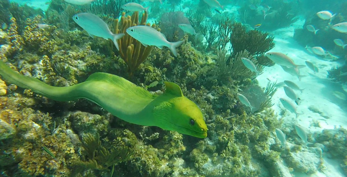 Cayman Snorkel Co