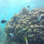 Cayman Snorkel reefs and fish