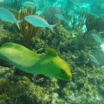 Cayman Snorkel reefs and fish