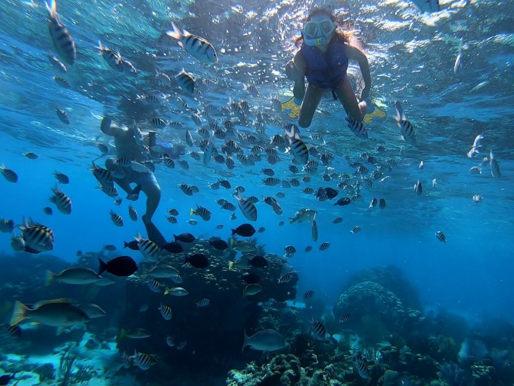 Cayman Snorkel coral reef snorkeling