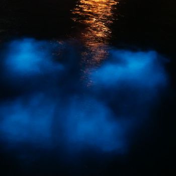 Bioluminescent