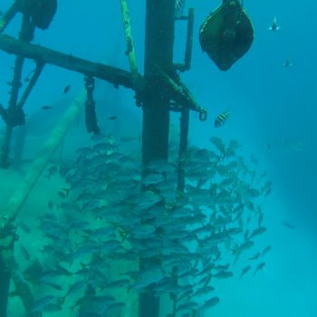 Sunken Ships school of fish swimming around kittiwake