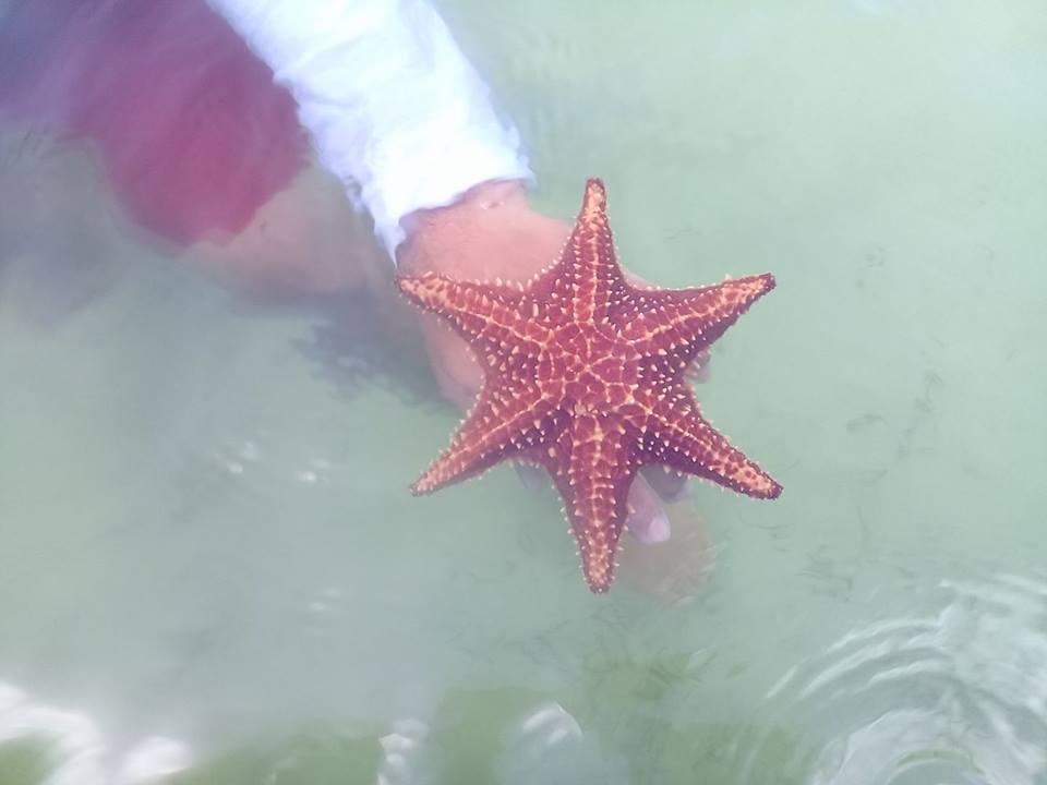6 armed sea star