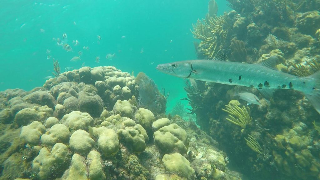 Barracuda Snorkeling