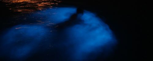 Bioluminsecent 2