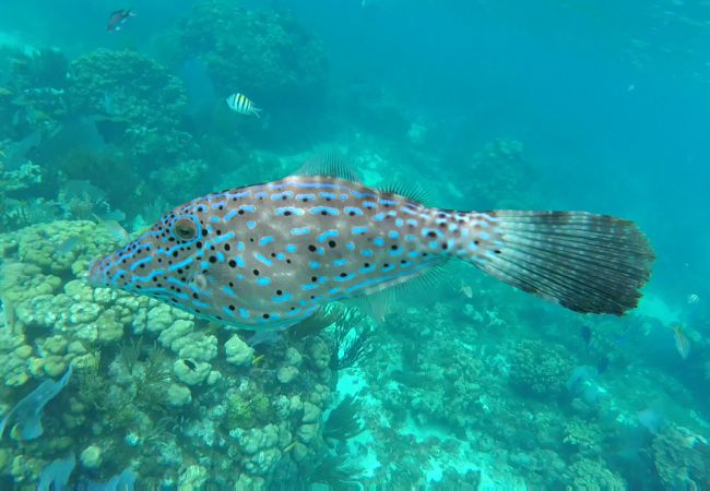 Filefish