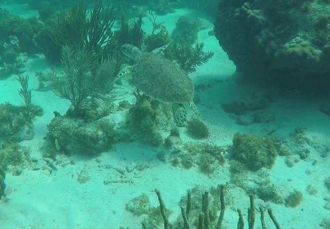 Green Sea Turtle Davis