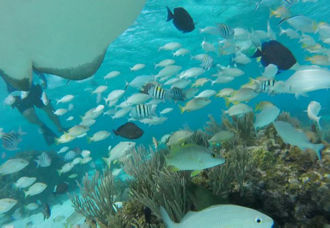 Snorkel Tours 1