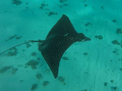Spotted Eagle Ray