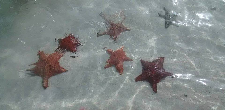 Starfish