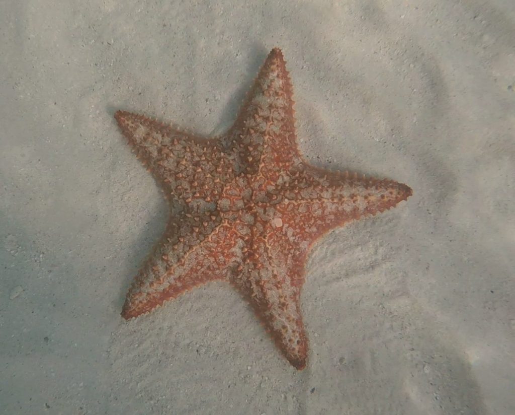 Adult sea star