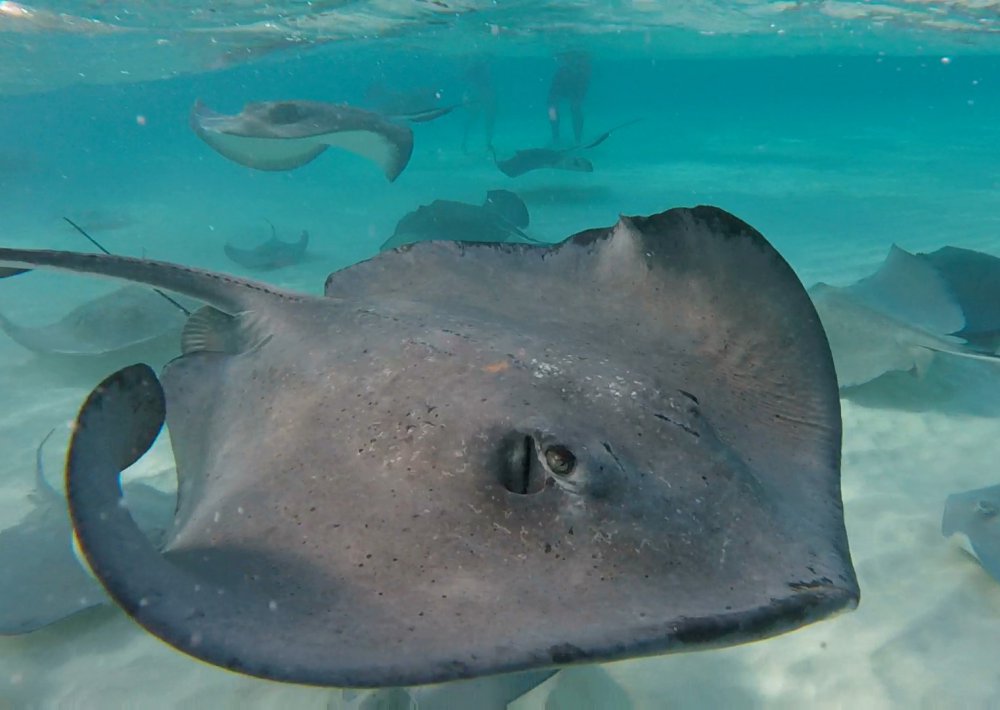 up close stingray